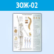 Плакат «Что такое остеопороз?» (ЗОЖ-02, пластик 2 мм, A1, 1 лист)